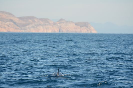 one of many dolphins in the waters of Isla Espiritu Santo