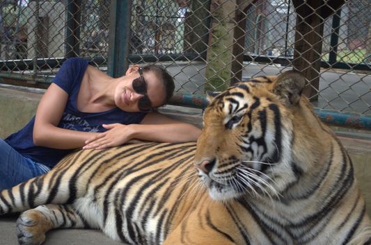 playing with tigers in Tiger Kingdom in Chiang Mai