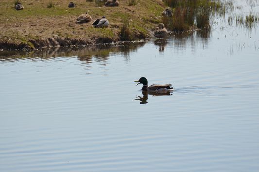 a duck talking in Aiguamolls