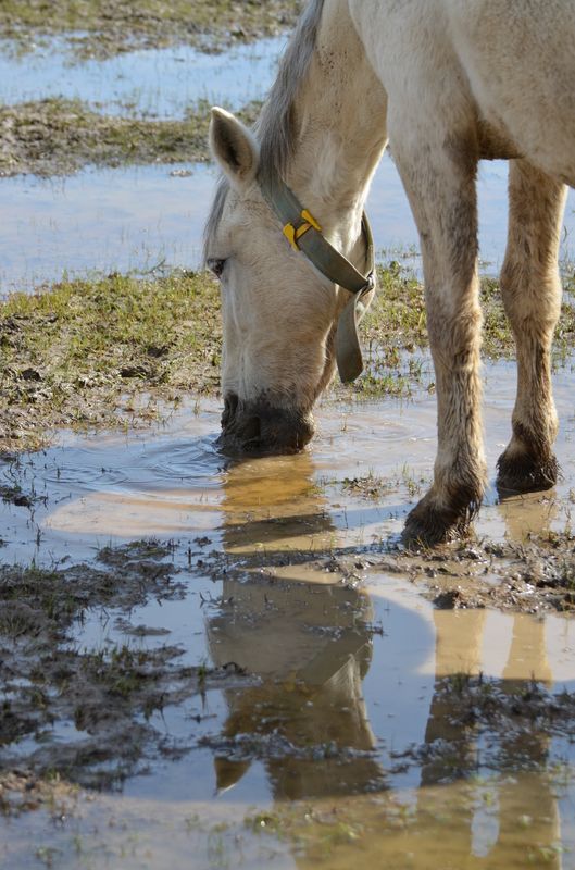 a horse drinking water in Aiguamolls