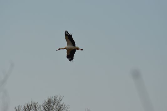 a stork flying in Aiguamolls