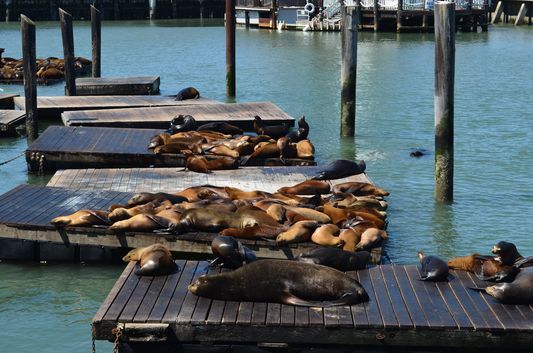 sea lions at Pier 39 San Francisco
