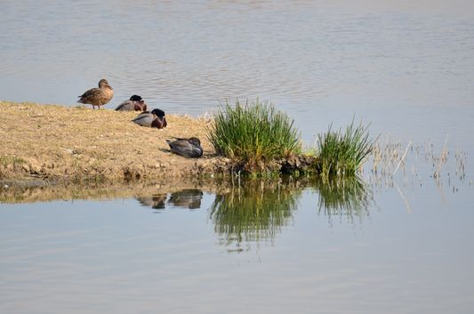 sleeping ducks in Aiguamolls