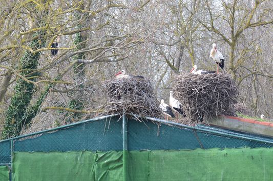 stork nests in Aiguamolls
