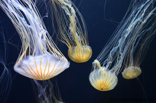 jellyfish in Aquairum of the Bay San Francisco
