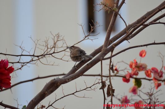 observing little birds in Hotel California
