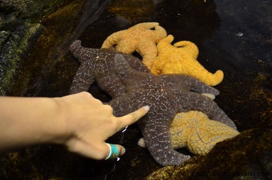 touching starfish