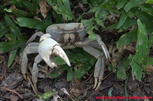 a crab in Four Seasons Nevis