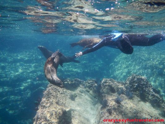 snorkeling with sea lions Isla Espiritu Santo