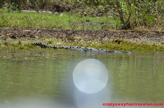 a crocodile at Gatun lake (3)