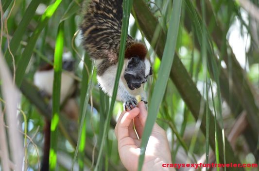 feeding Tamarin monkeys Monkey Island (3)