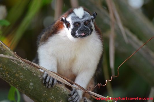 feeding Tamarin monkeys Monkey Island (4)