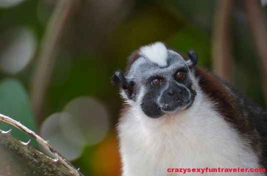 feeding Tamarin monkeys Monkey Island (5)