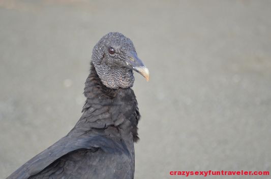 a black vulture close-up
