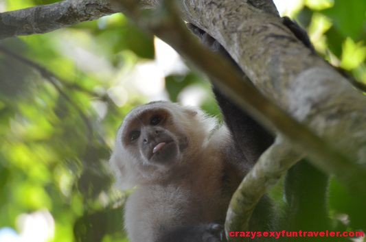 a capuchin monkey sticking its tongue at me (1)