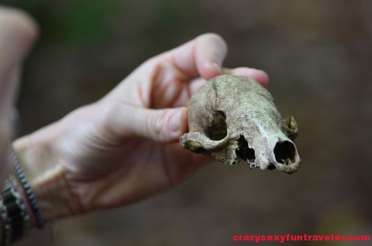 a coati skull Osa Peninsula
