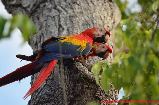 a scarlet macaw couple Osa Peninsula