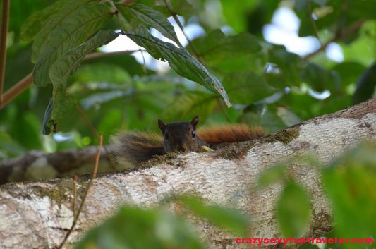 a squirrel wildlife Osa Peninsula