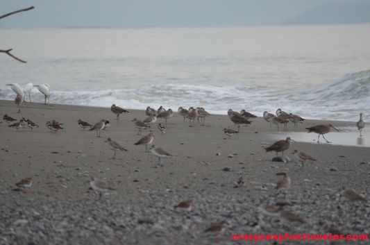 birds on the Tamales beach wildlife Osa Peninsula (1)