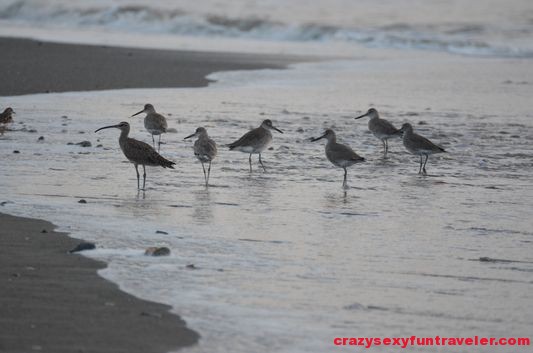 birds on the beach wildlife Osa Peninsula (2)