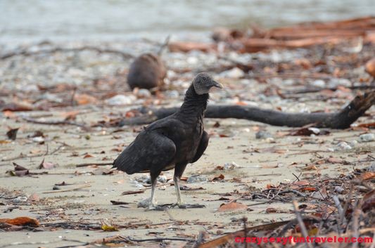 black vultures wildlife Osa Peninsula (1)