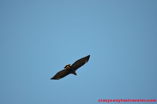 common black hawk Osa Peninsula