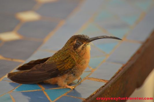hummingbird wildlife Osa Peninsula (44)