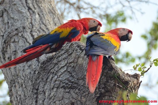 scarlet macaw couple