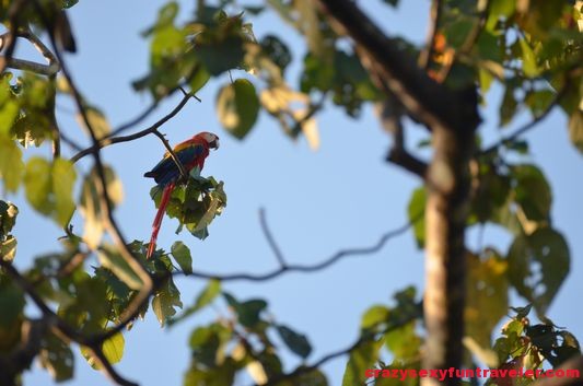 scarlet macaws (1)
