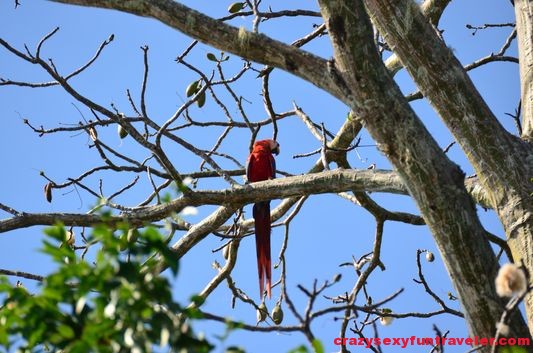 scarlet macaws (3)