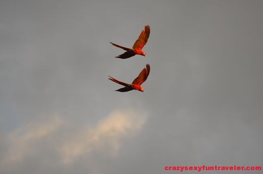 scarlet macaws (4)