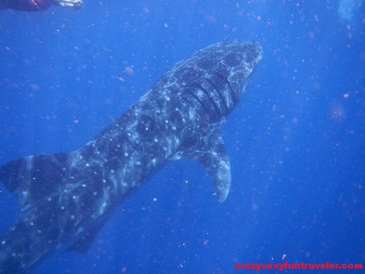 Swimming with the whale sharks Cancun Mexico (15)
