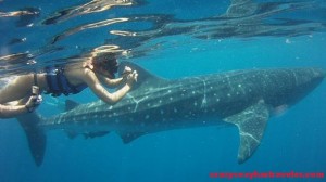 snorkeling with whale sharks in Cancun