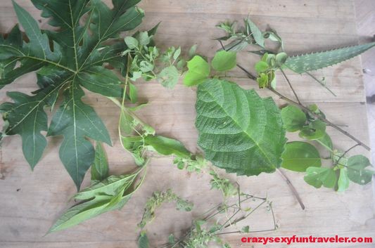 Costa Rican medicinal plants at Hidden Garden workshops Puerto Viejo