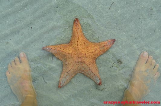 Starfish beach Bocas del Toro (10)