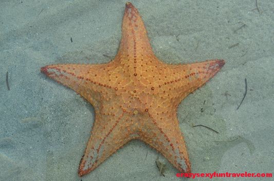 Starfish beach Bocas del Toro (12)