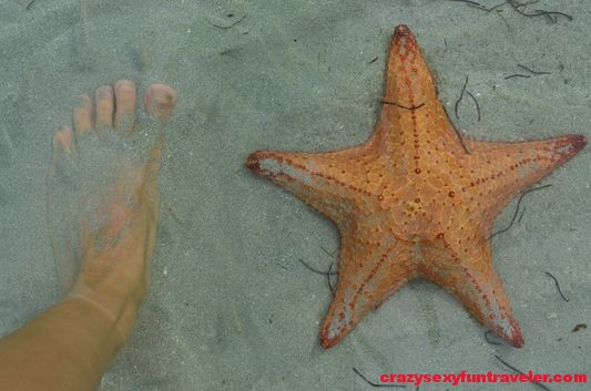 Starfish beach Bocas del Toro (13)