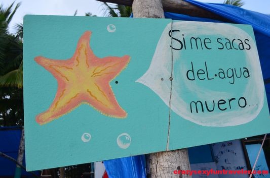 Starfish beach Bocas del Toro (25)