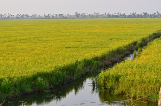 Kerala Backwaters paddy fields  (1)