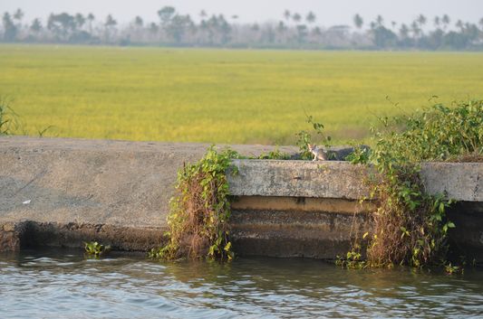 Kerala Backwaters paddy fields  (34)