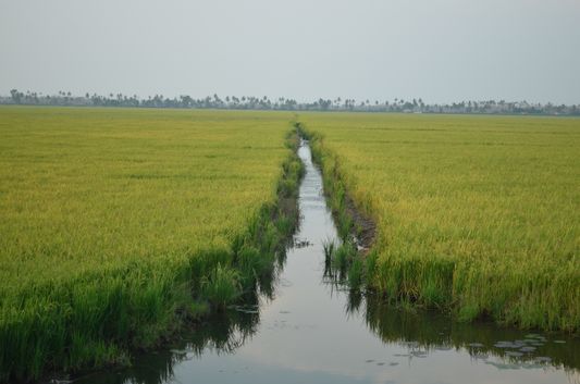 Kerala Backwaters paddy fields  (38)