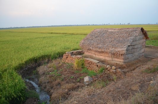 Kerala Backwaters paddy fields  (39)