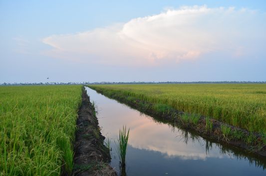 Kerala Backwaters paddy fields  (52)
