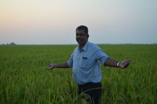 Kerala Backwaters paddy fields  (55)