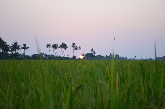 Kerala Backwaters paddy fields  (58)