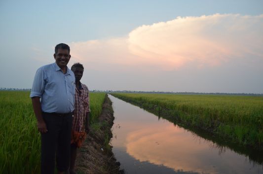 Kerala Backwaters paddy fields  (59)