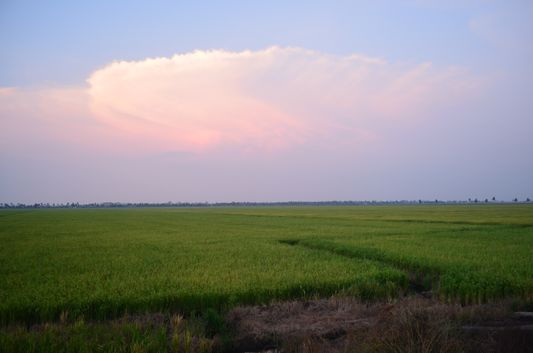Kerala Backwaters paddy fields  (64)