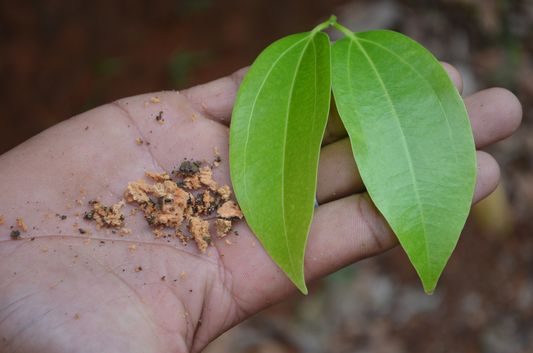 cinnamon Wayanad homestay Pranavam Kerala India (55)
