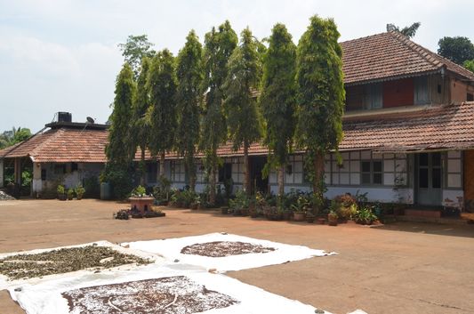 cloves drying Wayanad homestay Pranavam Kerala India (145)