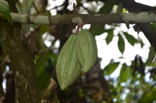 cocoa Wayanad homestay Pranavam Kerala India (52)